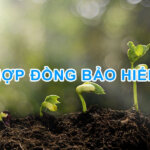 bh cac nguyen tac giao ket va thuc hien hop dong bao hiem